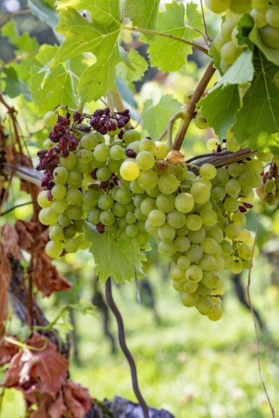 Vineyard with ripe grapes in the river Main valley — Stock Photo, Image