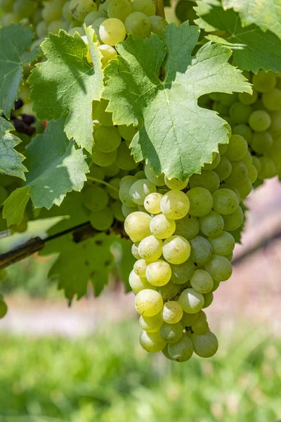 Виноградник с спелым виноградом в реке Главная долина — стоковое фото