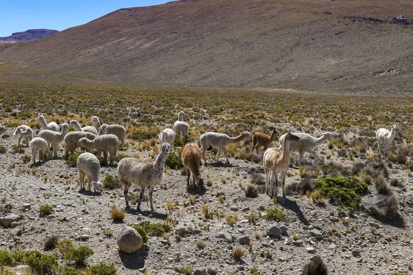 Llamas e ovelhas pastando na área selvagem do Altiplano — Fotografia de Stock