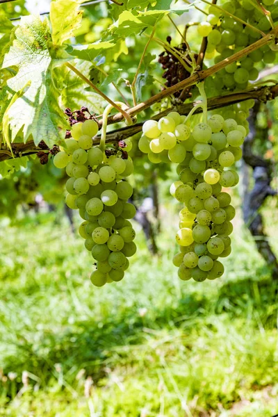 Виноградник с спелым виноградом в реке Главная долина — стоковое фото