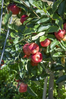 Salurn Alpler'de elma ağaçları ile meyve bahçesi,