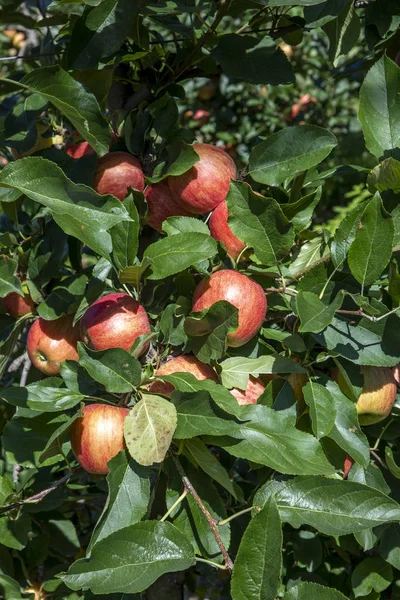 Frutteto con meli nelle Alpi a Salurn , — Foto Stock
