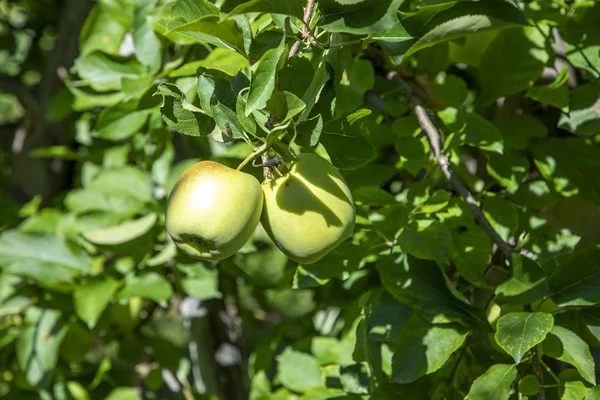 Frutteto con meli nelle Alpi a Salurn , — Foto Stock