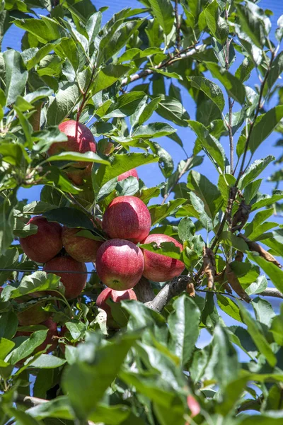 Boomgaard met appelbomen in de Alpen in Salurn, — Stockfoto