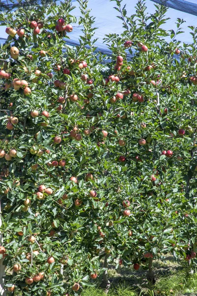 Sad s jabloněmi v Alpách v Salurtu, — Stock fotografie