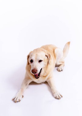 Tatlı labrador köpeği yerde yatıyor. 