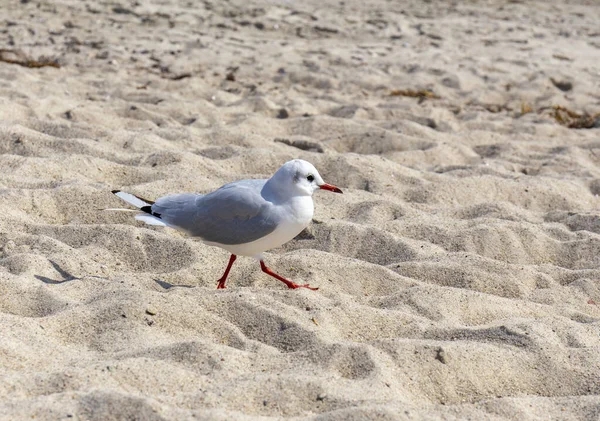 Gaivota caminhando na praia de areia — Fotografia de Stock