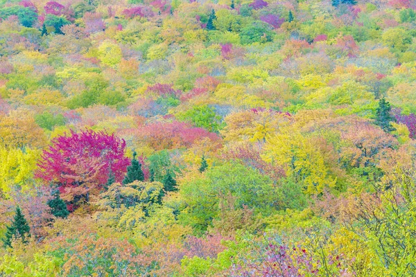 Beautiful forest in indian summer colors — Stock Photo, Image