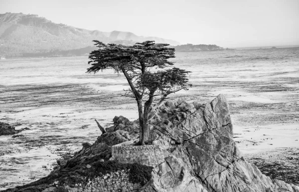 Самотня cypress дерево в Каліфорнії — стокове фото