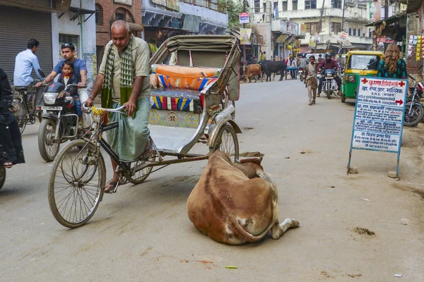 Cow relaxes at the street and all people have to give way to the — Stock Photo, Image