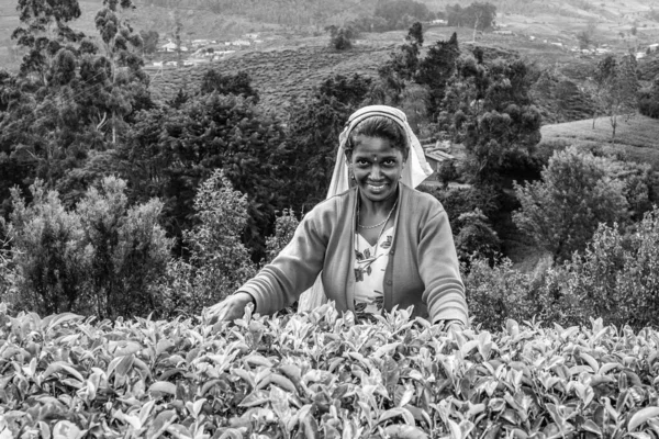 Cosecha en los campos de té, recolector de té en las tierras altas —  Fotos de Stock