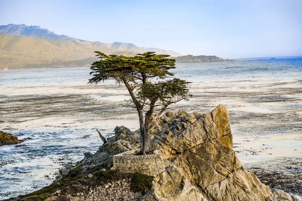 Lonely cypress tree in California — Stock Photo, Image