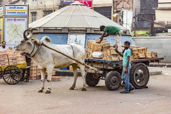 Ox chart rider loads his cart with cargo — Stock Photo, Image