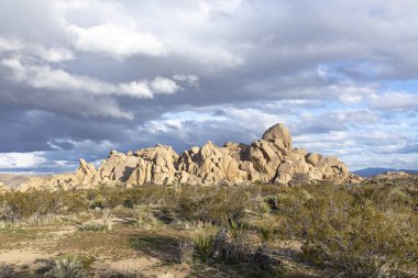 çölde joshua ağaçları ile manzara 