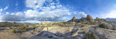 çölde joshua ağaçları ile manzara 