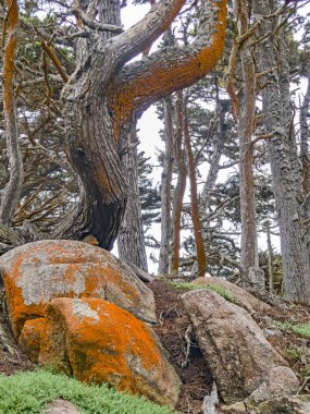 Point Lobos 'taki Kıbrıs Koyu Yolu' ndaki ağaçlar