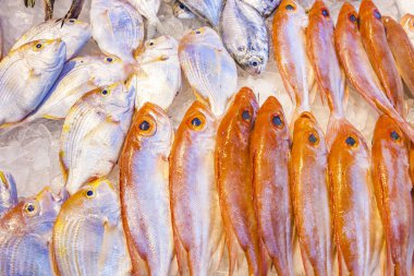 Bütün taze balıklar balık pazarında sunulan 