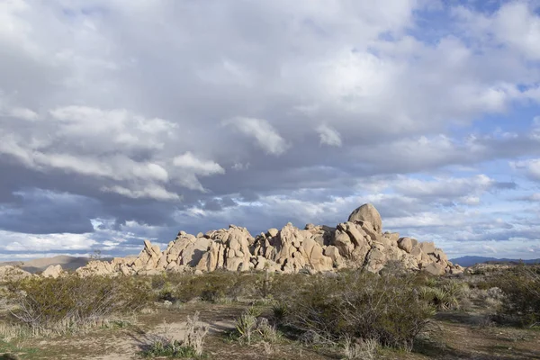 Landskap med Joshua trees i öknen — Stockfoto