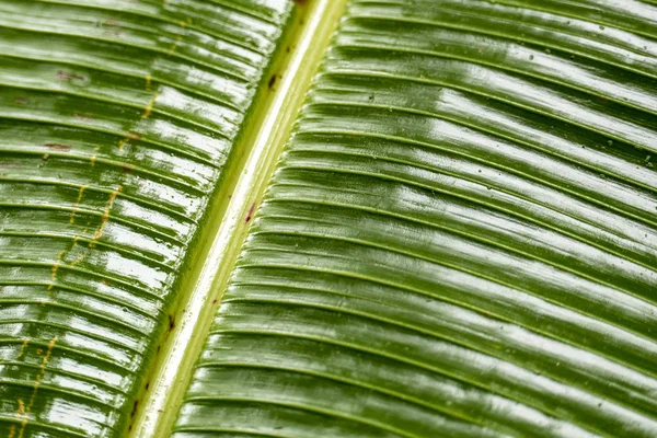 Detalhe da folha de palma na selva na Costa Rica — Fotografia de Stock
