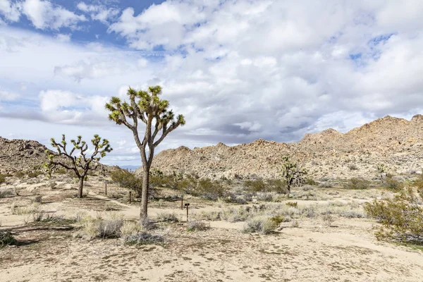 Paysage avec joshua arbres dans le désert — Photo