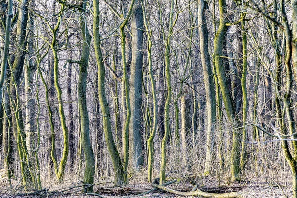 Detalhe da floresta em Viena — Fotografia de Stock