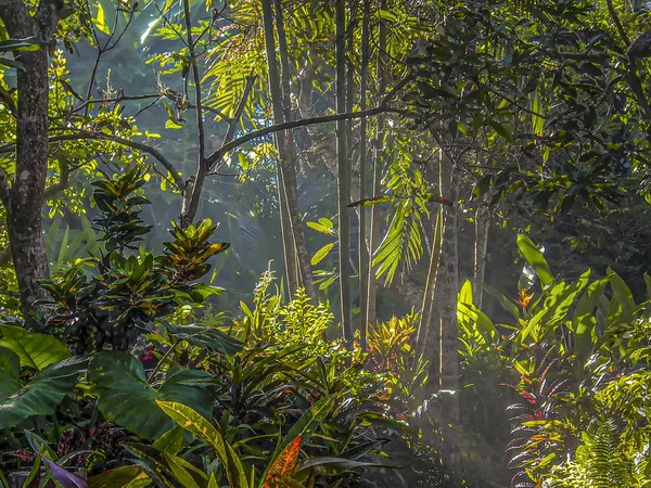 Foresta pluviale panoramica a Bali vicino a Ubud — Foto Stock