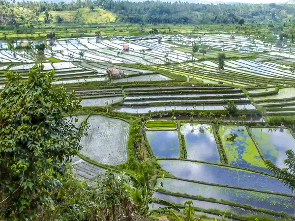 Rijstvelden in bali Indonesië — Stockfoto