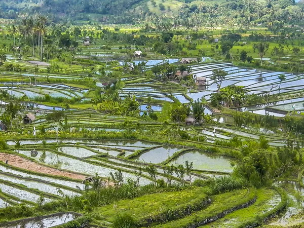 Rice paddies in Bali Indonesia — Stock Photo, Image