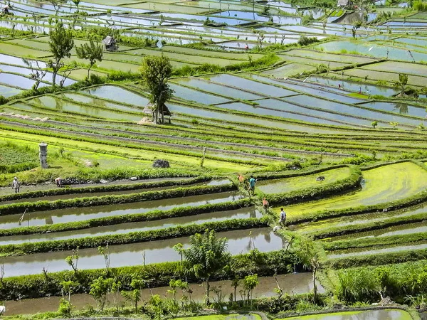 Rizs paddies in bali Indonézia — Stock Fotó