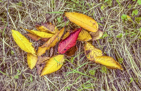 Löv i färgglada höststämning på ängen — Stockfoto