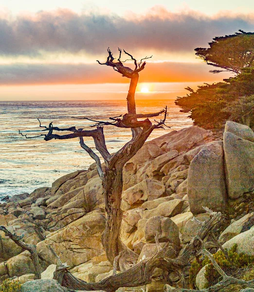 Salida del sol cerca de Point Lobos con viejos árboles secos en la playa de piedra — Foto de Stock