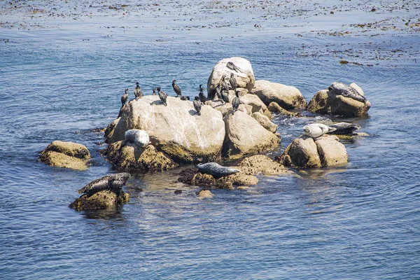 Seals enjoy the warm weather at the rochk in Monterey — ストック写真