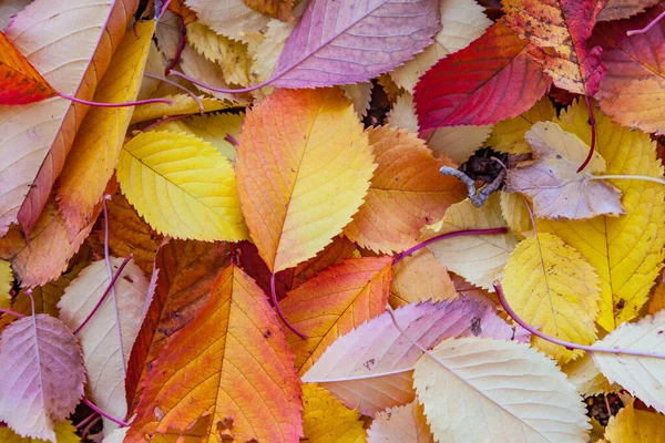 秋天黄色的叶子躺在褪了色的树叶中 — 图库照片