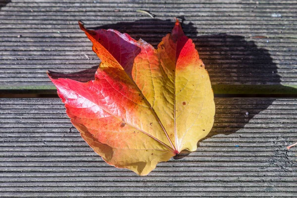 Jaune Orange Feuilles Automne Couchées Dans Feuillage Fané — Photo