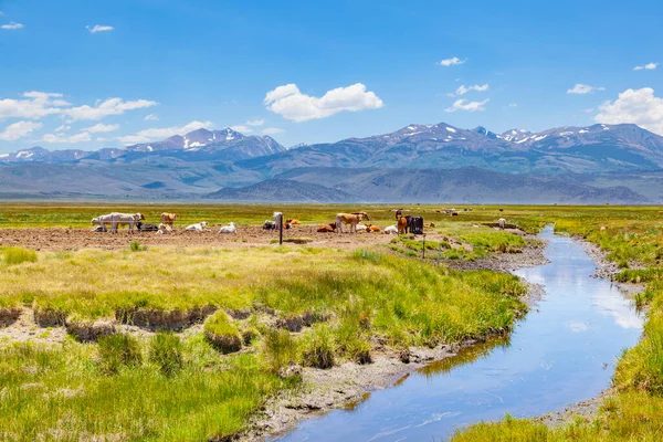 Vacas Pastando Prado Califórnia Bela Paisagem Com Riacho — Fotografia de Stock