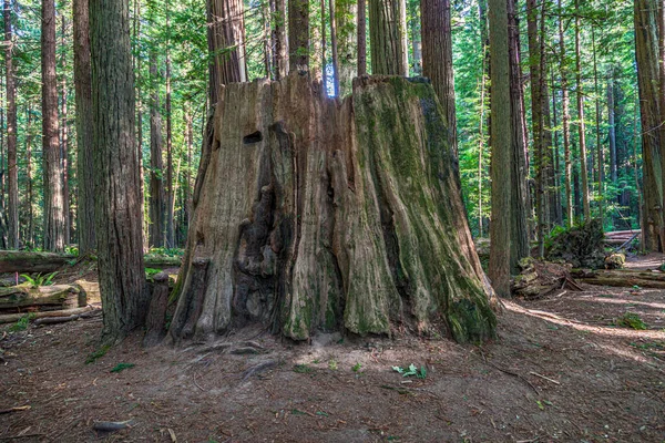 Старая Мертвая Глыба Деревьев Лесу — стоковое фото