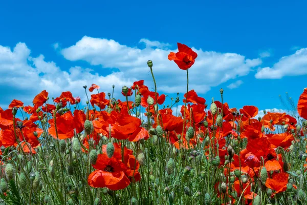 Pittoresque Champ Fleurs Pavot Avec Intense Couleur Rouge Nand Bleu — Photo