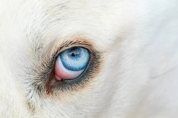Деталь Голубого Глаза Белой Собаки Смотрящей Тебя — стоковое фото