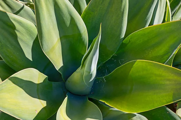 Shora Pohled Agáve Rostlina Dračí Strom Zelená Liška Ocas Agave — Stock fotografie