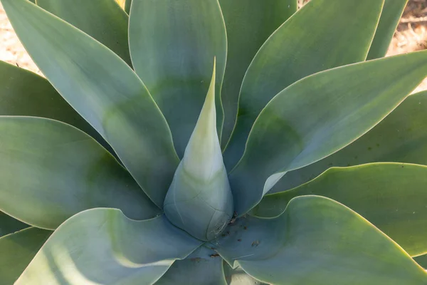 Vista Superior Planta Agave Árbol Del Dragón Cola Zorro Verde —  Fotos de Stock