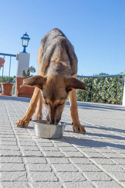 Joven Lindo Perro Alimenta Cuenco Cromo Terraza Bajo Sol — Foto de Stock