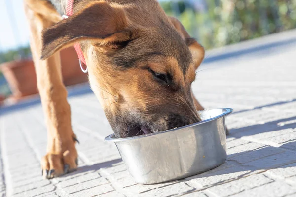 Young Cute Dog Feeded Chrome Bowl Terrace Sunshine — Stock Photo, Image