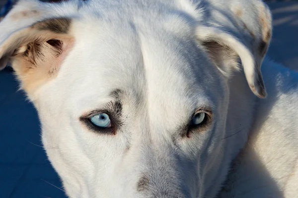 Λεπτομέρεια Των Μπλε Ματιών Ενός Λευκού Ποιμενικού Σκύλου Στην Πορτογαλία — Φωτογραφία Αρχείου