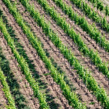 yeşil renkli üzüm bağlarının arka bahçeleri