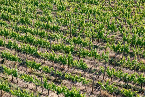 Harmonischer Hintergrund Der Weinberge Grüner Farbe — Stockfoto