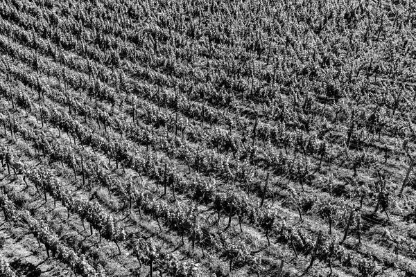 Hintergrund Der Weinberge Schwarz Weiß — Stockfoto