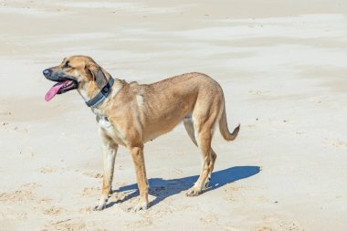 Beyaz Estrela dağ köpeği sahilde koşuyor.