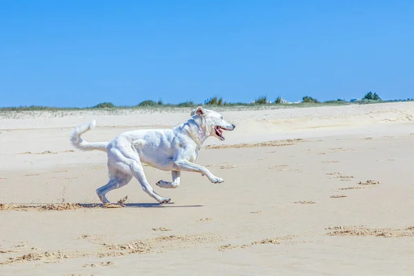 Brązowy Pies Górski Estrela Biegnie Zamkniętej Plaży Pod Czystym Niebem — Zdjęcie stockowe