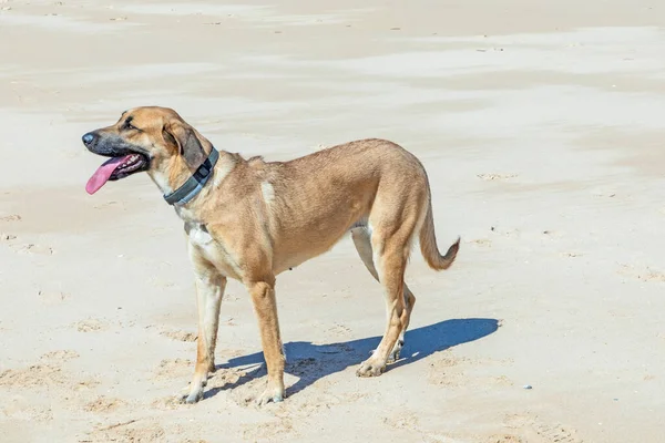 White Estrela Mountain Dog Running Beach — Stock Photo, Image