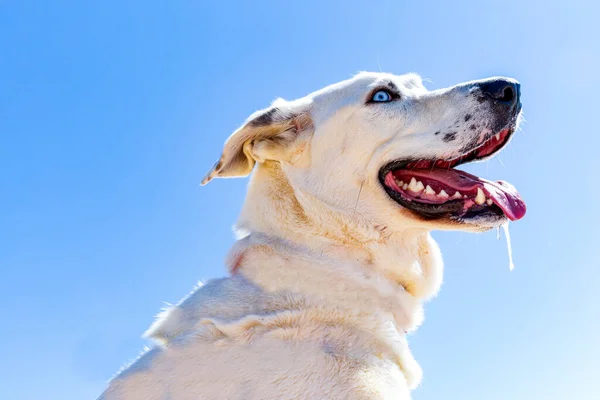 白いエストレラ山の犬は澄んだ空の下でビーチにいます — ストック写真